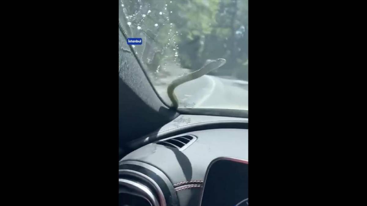 İstanbul'da aracının ön camına yılan düşen sürücünün şaşkınlığı kamerada