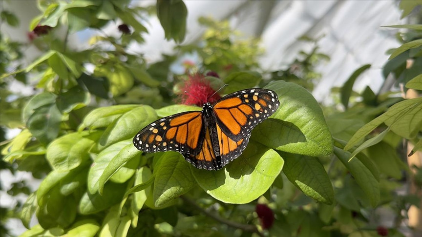 Kanatlarında Bir Dünya: Kral Kelebekleri ile Hayal Gücünüz Uçuşa Geçecek